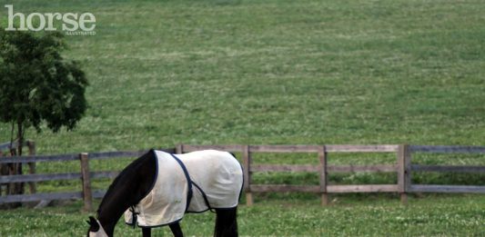 Horse in Fly Sheet