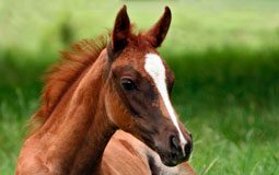 foal chestnut