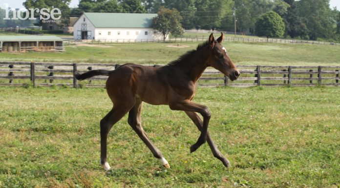 foal running