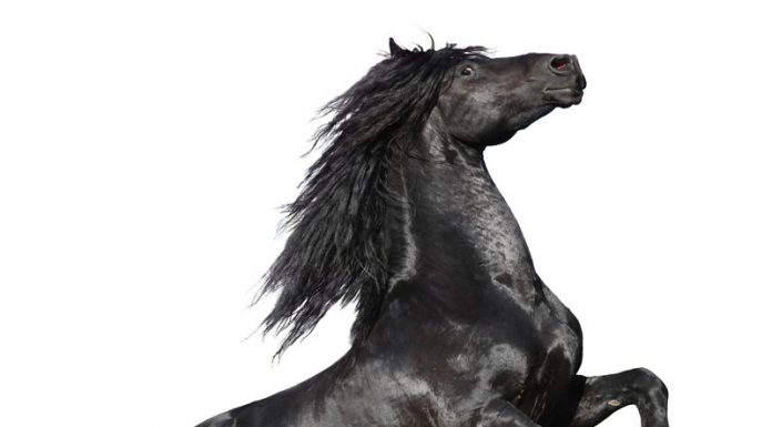 friesian white background