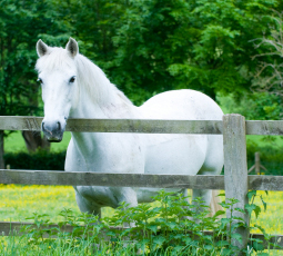 gray horse