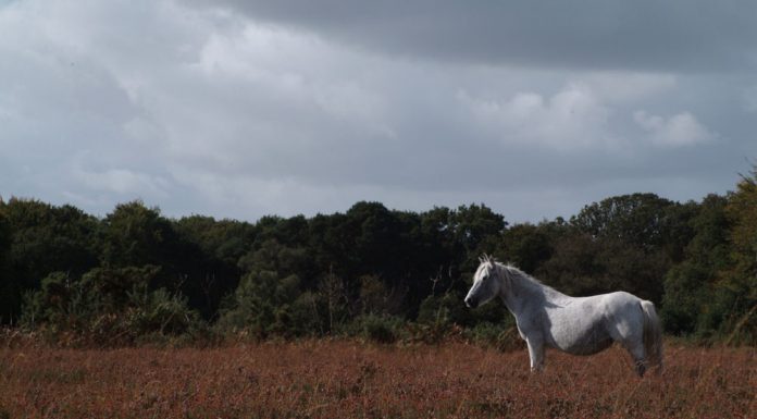 gray pony