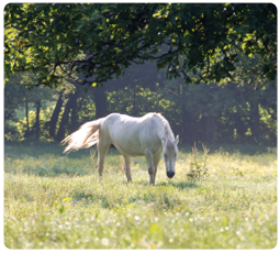 gray senior horse