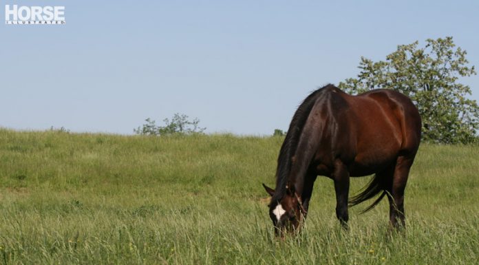 grazing bay