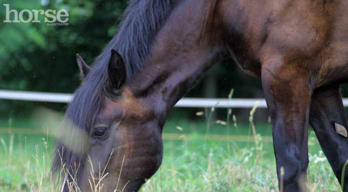 grazing draft horse