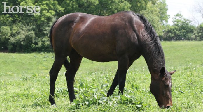 Horse grazing in springtime