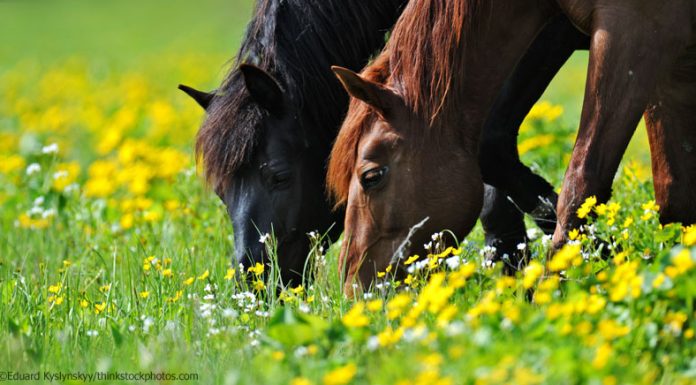 grazing horse pair