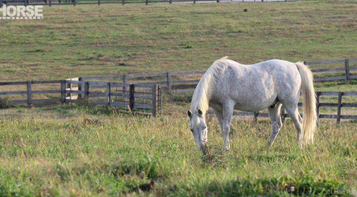 Gray horse grazing in a field