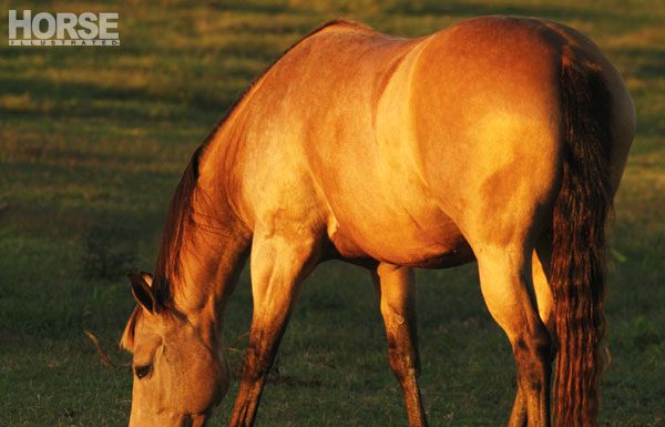 grazing sunset