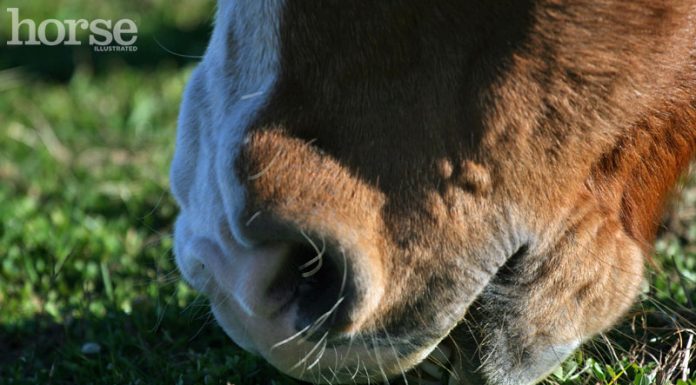 grazing up close