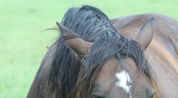 grumpy horse