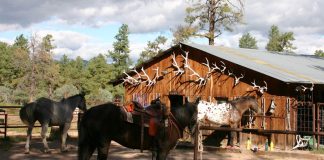 guest ranch horses