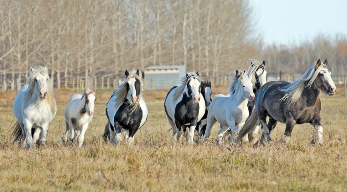 gypsy horses in field