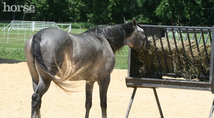 hay feeder