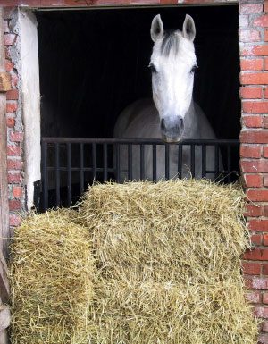 hay horse stall