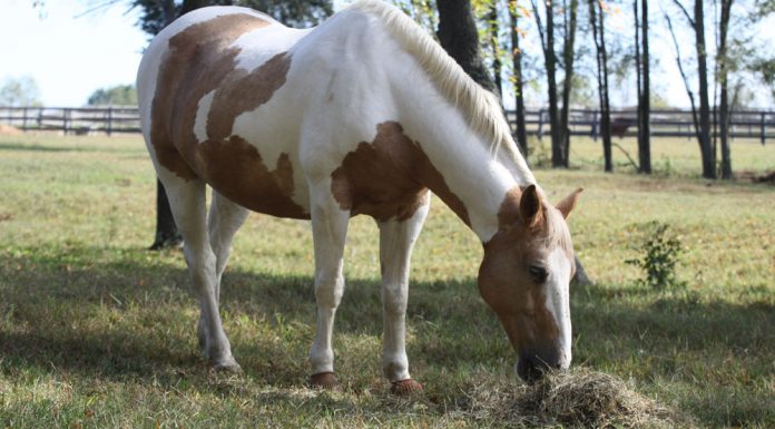 hay in pasture