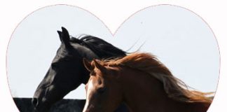 heart horses