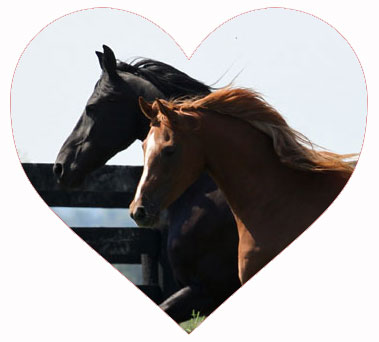 heart horses