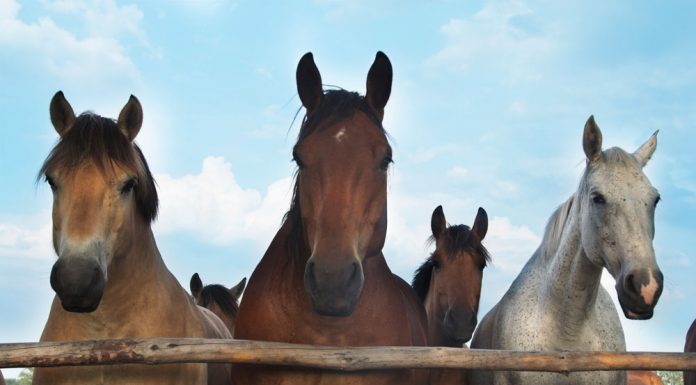 herd of large horses