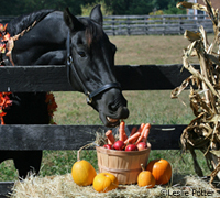 holiday horse