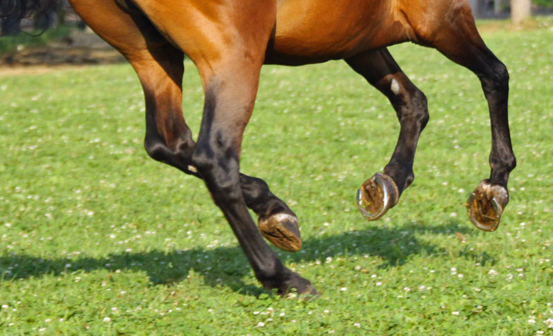 horse hoof with shoe