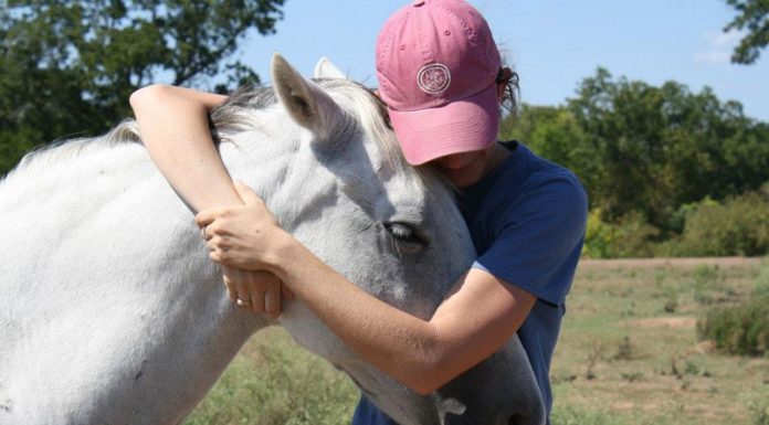 horse affection