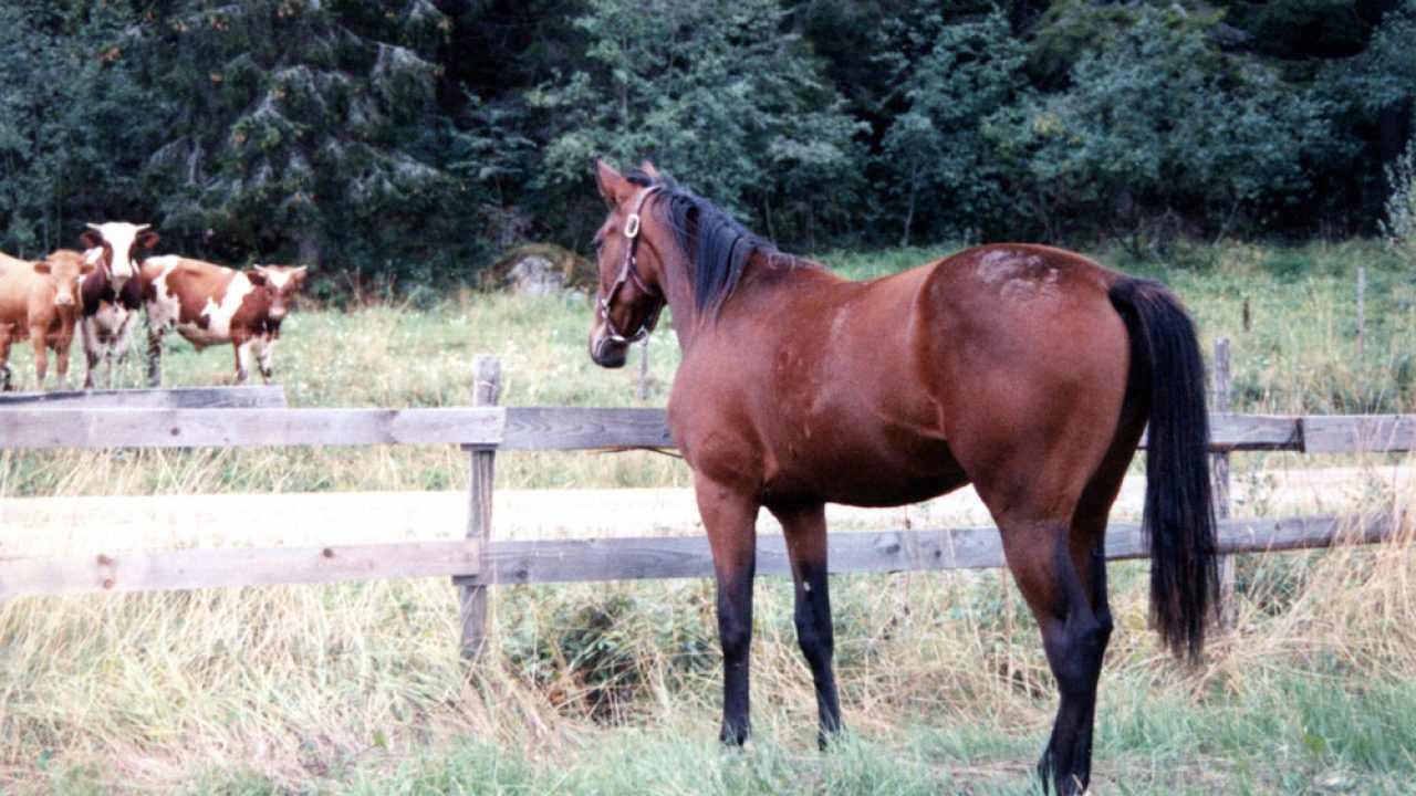 The Making of a Cow Horse - Horse Illustrated