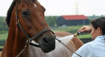 Horse Grooming: How to Groom Your Horse