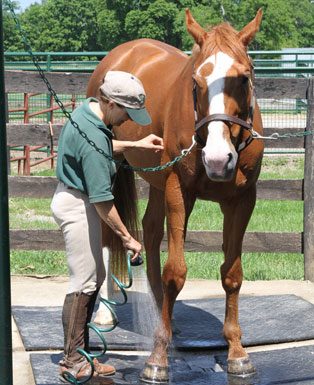 horse bathing