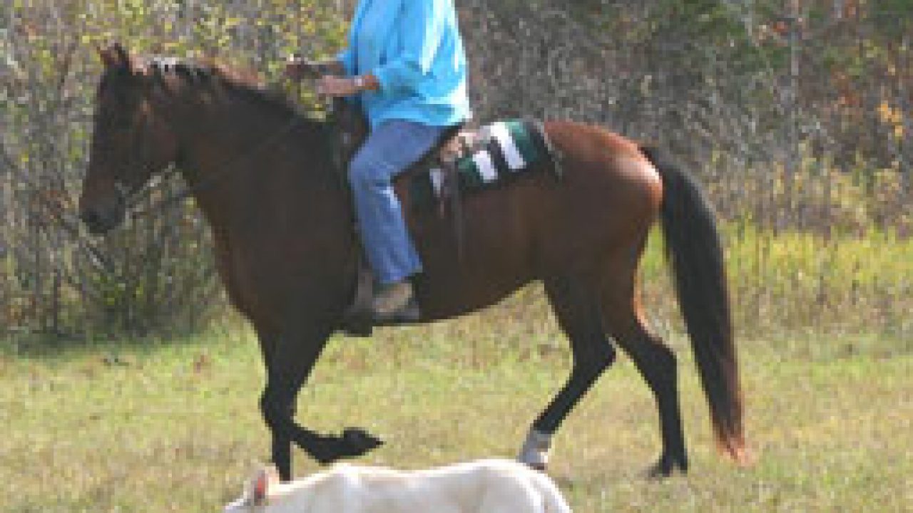 are mastiffs good with horses