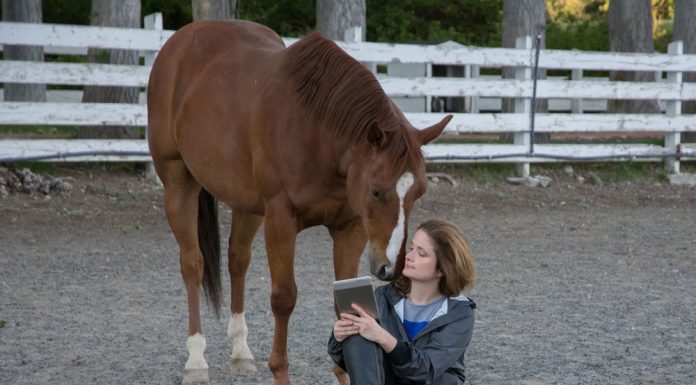 horse e reader