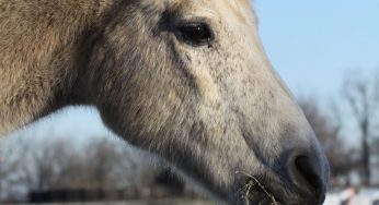 Nutrition Tips for Senior Horses