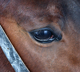 horse eye