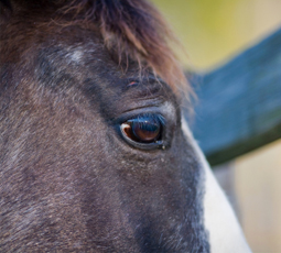 horse eye