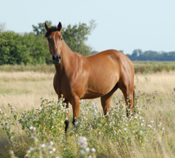 horse field