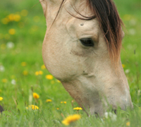 horse flowers