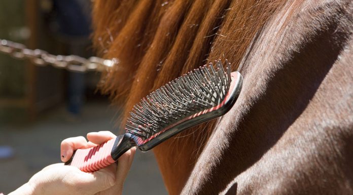 horse hair brush