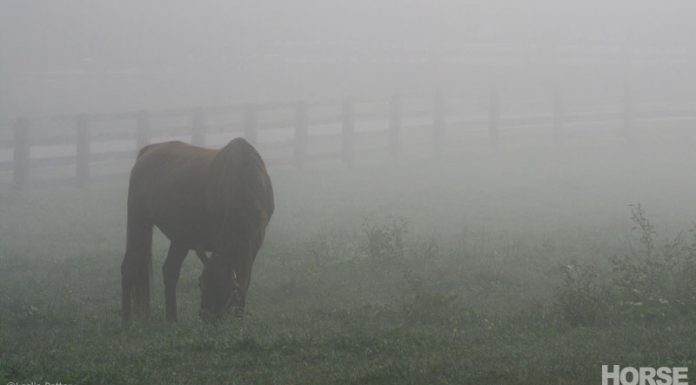 horse in fog