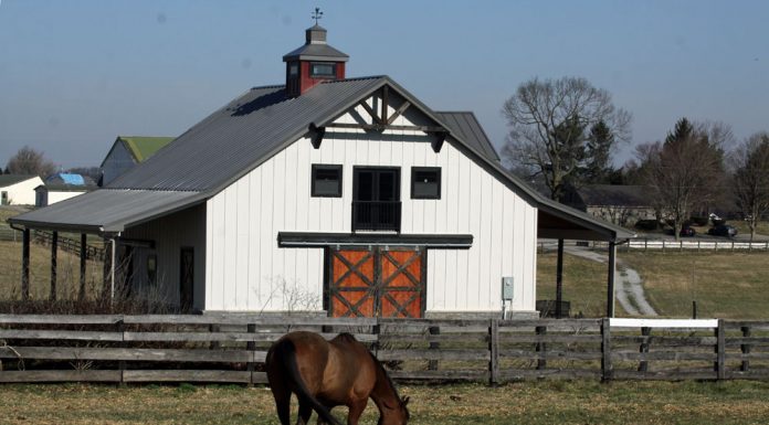 horse in front of barn