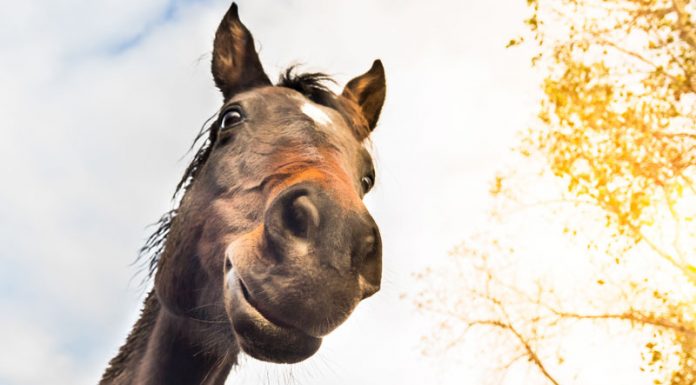 horse looking down