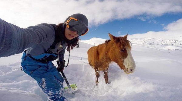 horse rescue gopro