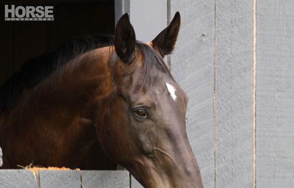 horse stall