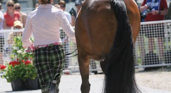 No-Fail Tail Care - Horse Illustrated