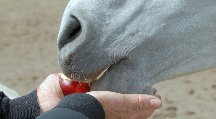 Horse eating an apple