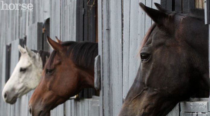 horses looking out windows