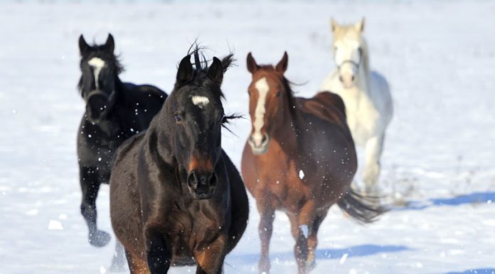 horses running in snow