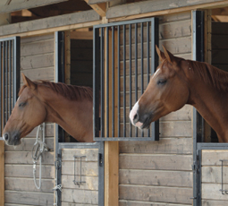 horses stalls