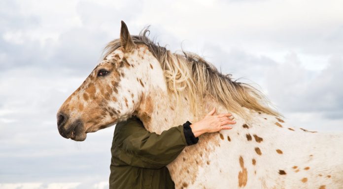 hug a horse