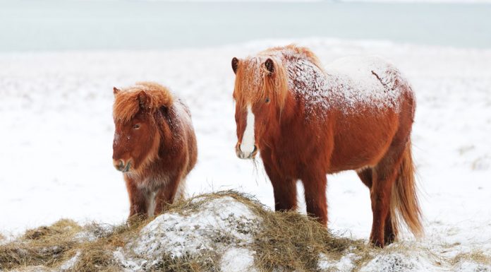 icelandic mare and foal