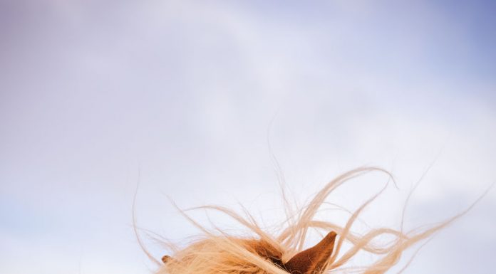 icelandic horses